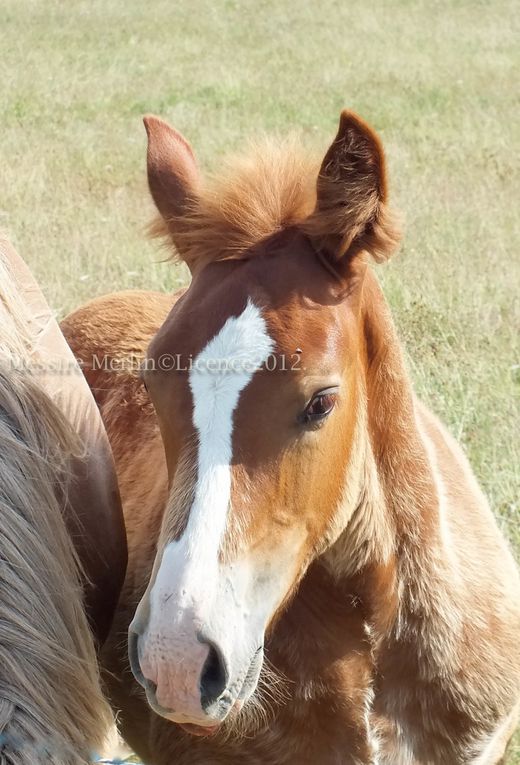 Album - Photos-anes--chevaux-