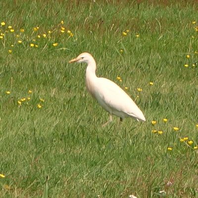 Ibis, Hérons garde-Boeufs