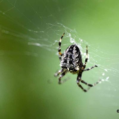 Araignée à identifier