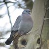 Pigeons colombins 19/02/2014