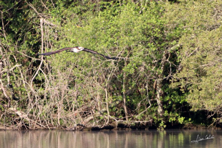 Balbuzard pécheur à Ondres et au marais d'Orx