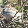 Dodu le moineau