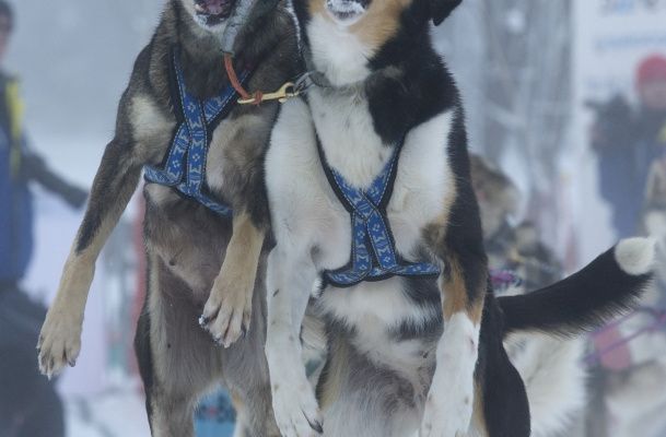 L'essence du Mushing