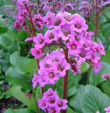 Bergenia