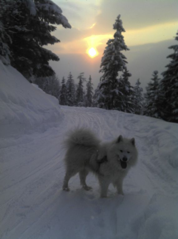 http://www.geromegualaguidechamonix.com Souvenirs d'Hiver en Hors Pistes, Free Ride, ski de randonnées, Héliski, alpinisme...(Photos prises et appartenants à Gérôme GUALA)