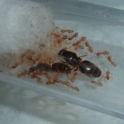 Lasius cf flavus, une nouvelle expérience, un nouveau départ