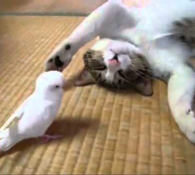 Cat playing with bird