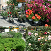 Premier marché aux fleurs.....