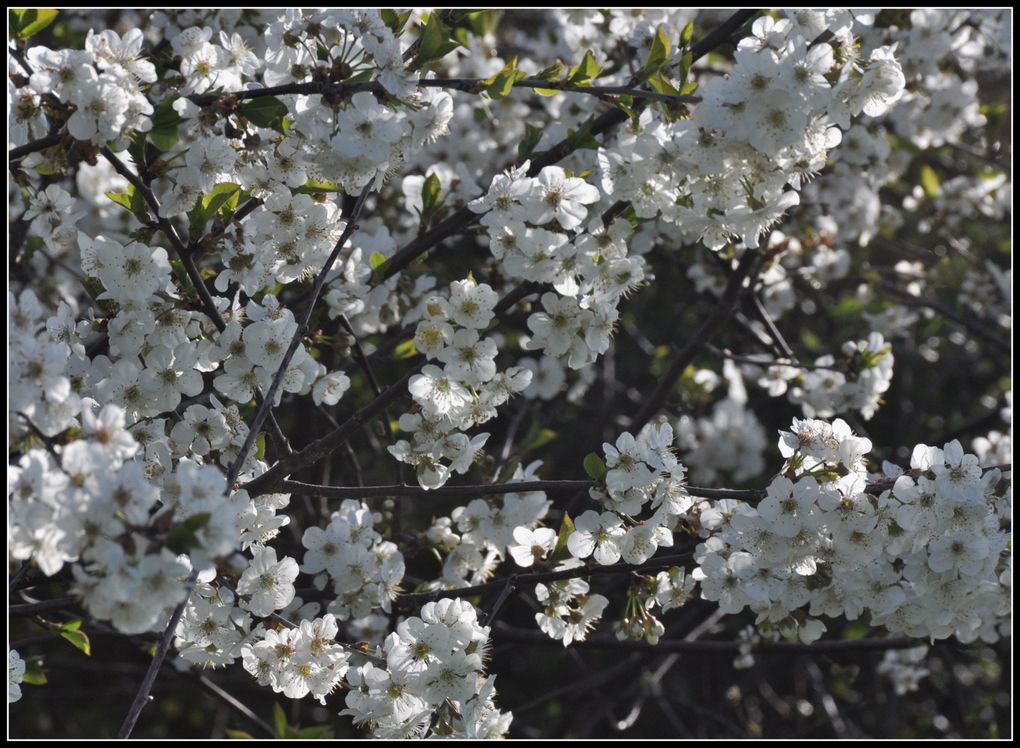 Les fleurs de nos campagnes au fil ddes saisons.