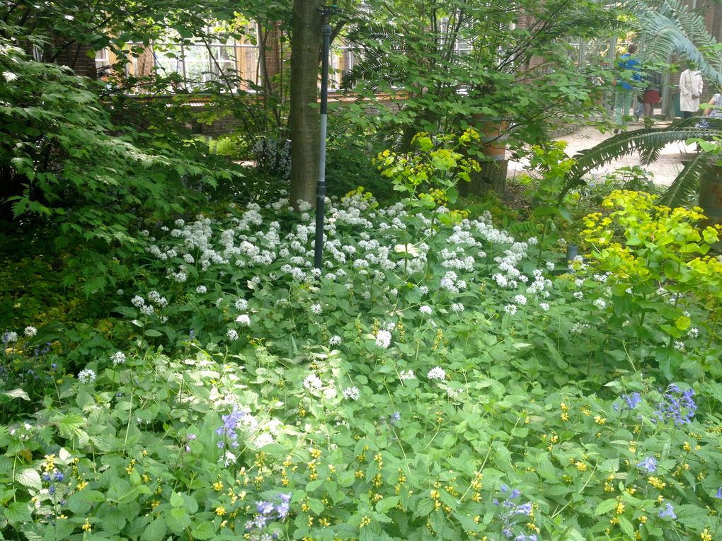 Hortus Botanicus - Amsterdam