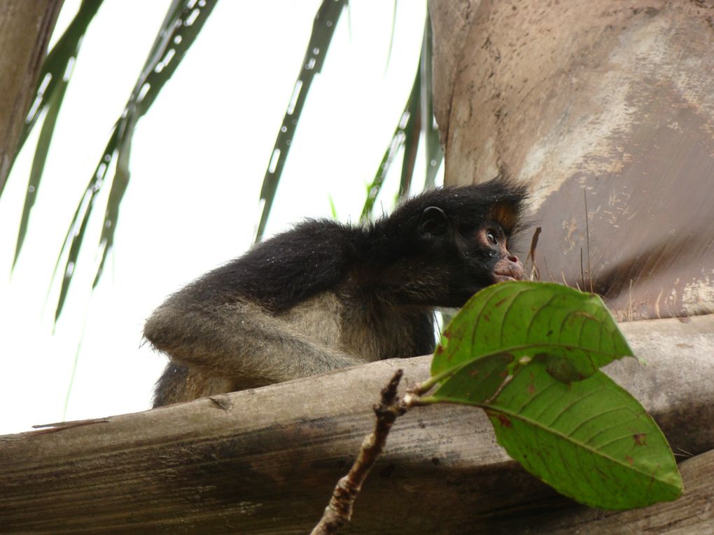 Album - Perou--Machu-a-Iquitos