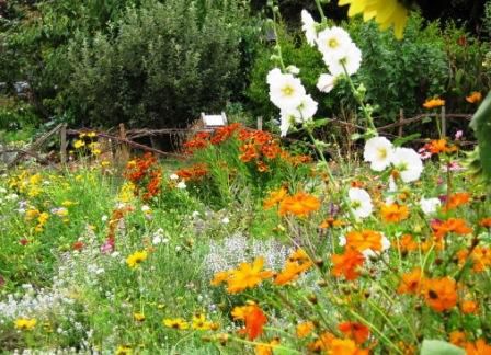 Gardening Tips for September