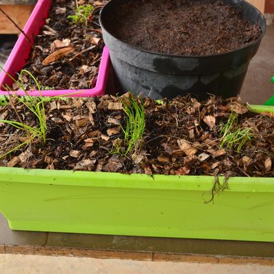 premières pousses de l'année !