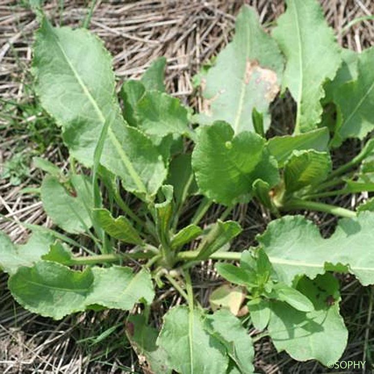 Pissenlit dent de Lion (Taraxacum officinale) Pulmonaire à feuilles longues (Pulmonaria longifolia) Oseille crépue (Rumex crispus)  Photos Sophy & Christian