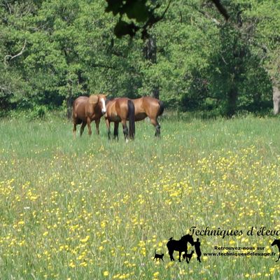 Impact du confinement : le cas particulier des poulains
