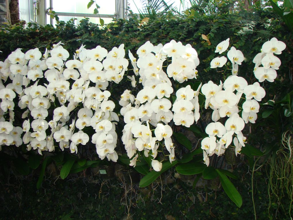 Album Jardins Du Monde Royan 17 2010 Orchideesgwen