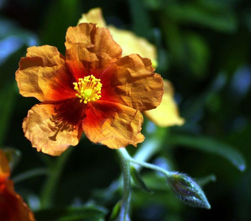 Les plantes et fleurs de mon jardin