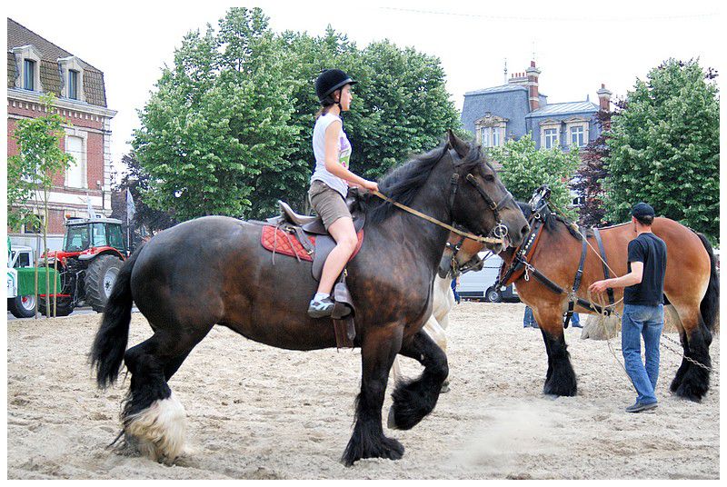 Album - Chevaux-Boulonnais-TraitduNord