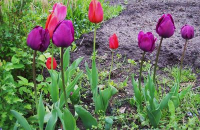 Frohe Ostern