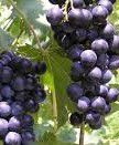 #Red Cayuga Wine  Producers Virginia Vineyards