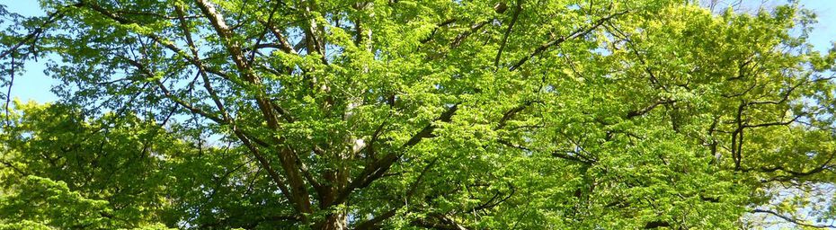 Quand l'arbre renaît...