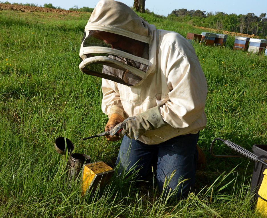 Mes premières photos d'abeilles et du métier passionnant d'apiculteur. Merci des commentaires de mon initiateur.