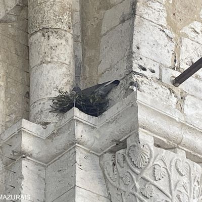 Pigeon dans son nid