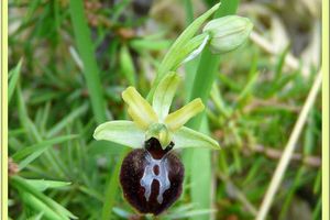 Encore un Ophrys des Teppes de la Repentance