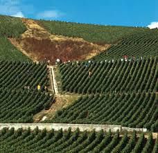 #Dry Champagne Producers Champagne Region France page 5