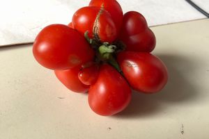 Chemaze: Une tomate originale