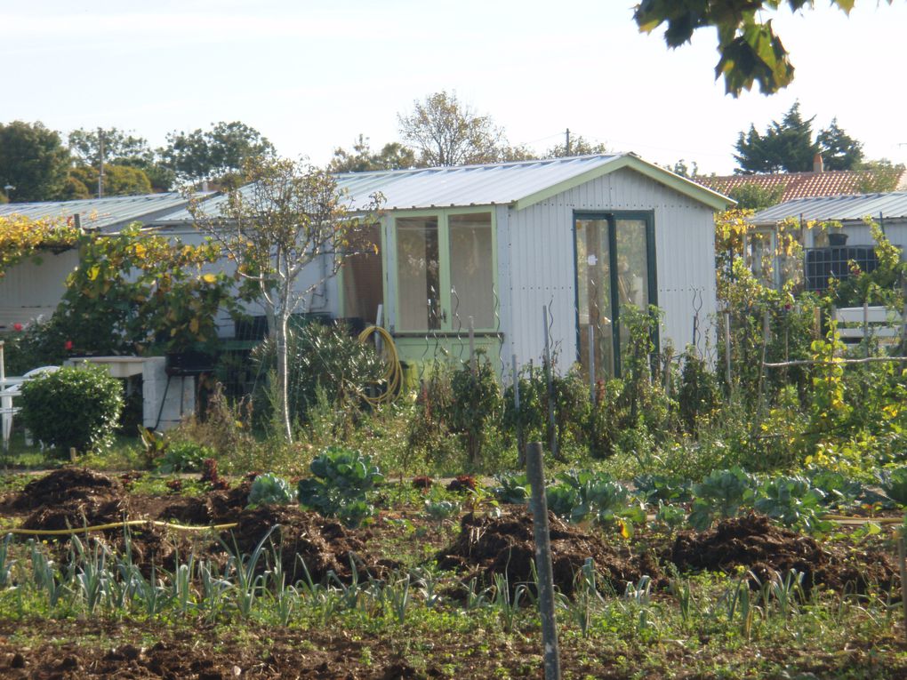 A l'occasion de l'Interview de France 3 aux jardins familiaux de Mireuil, jeudi 7 Octobre 2010, mon reportage et découverte de ces jardins et de leurs occupants . GMB.