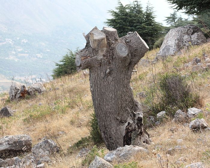 Ces photos ont été prises lors d'une randonnée en compagnie des membres de l'A.S.E.T dans ce magnifique domaine forestier de cèdres d'Atlas. On peut notament y constater les nombreuses coupes qui ont été faites de manière illègale.