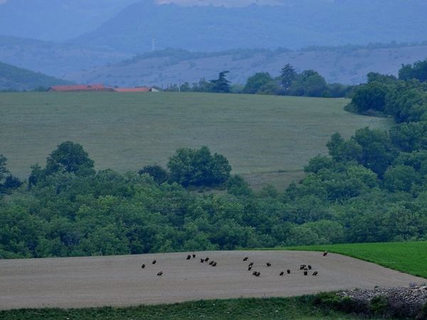Les vautours à Tiergues