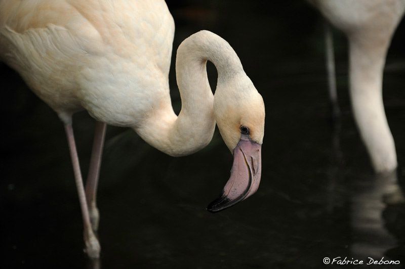 Album - Flamand rose