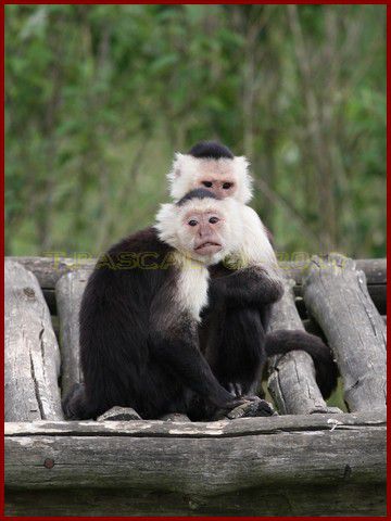 Album - VALLEE-DES-SINGES-2010