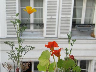 Fleurs de Paris