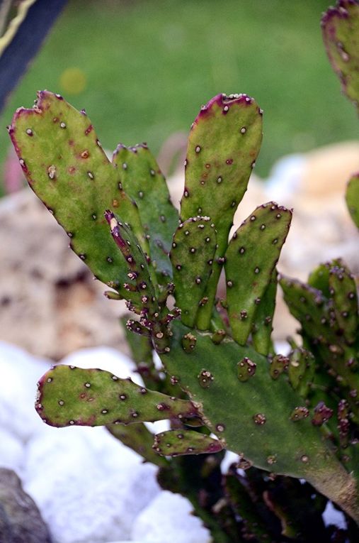 SOUS LE SOLEIL DE MEXICO: LE JARDINIER DU DIMANCHE