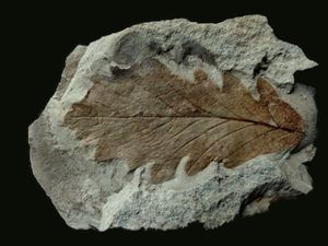 Feuilles du Pleistocène d'Italie.
