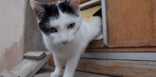 Bagnolet: Plusieurs cas de chats torturés et brûlés à l'acide secouent la ville