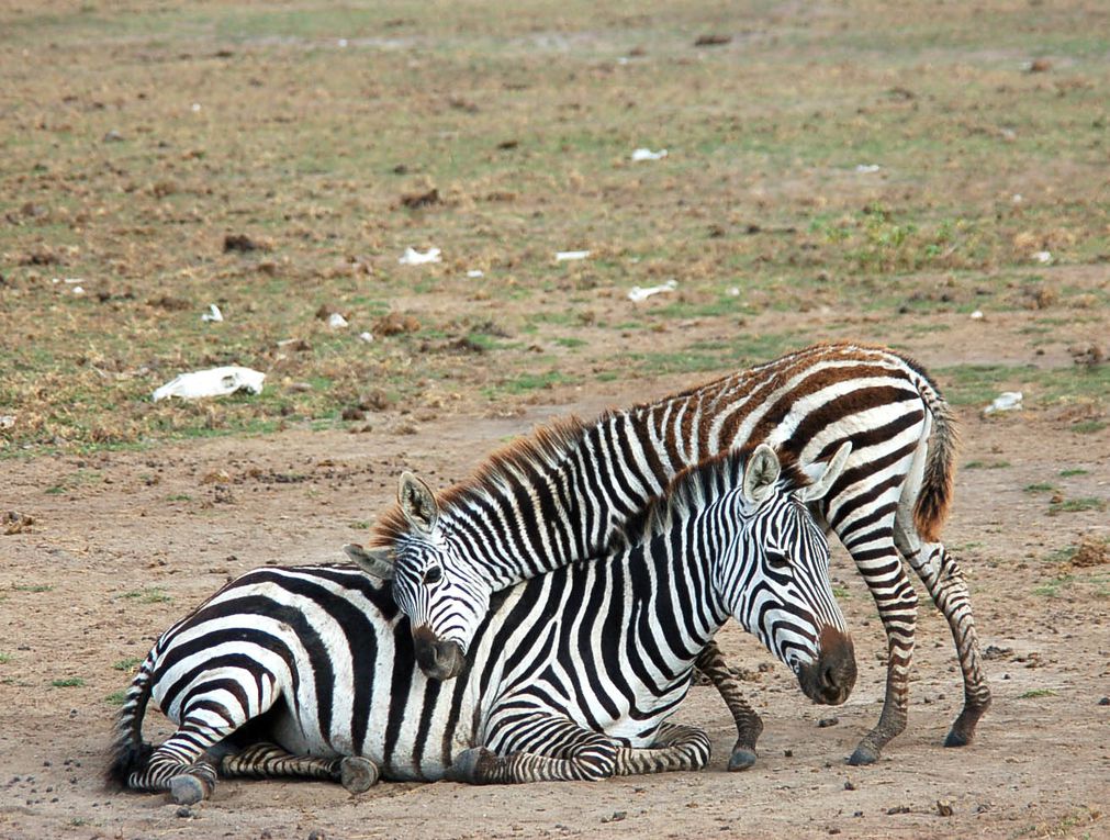 Photos d'animaux à Masaï-Mara, Amboseli, Tsavo est