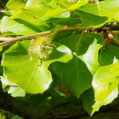 Les feuilles, suite...