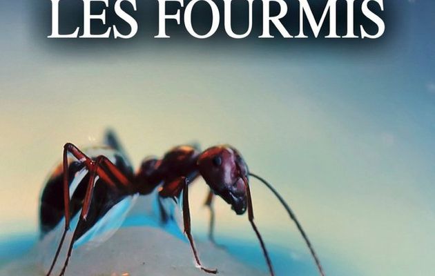 Les fourmis