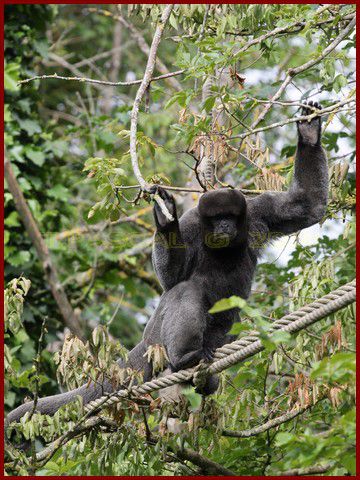 Album - VALLEE-DES-SINGES-2010