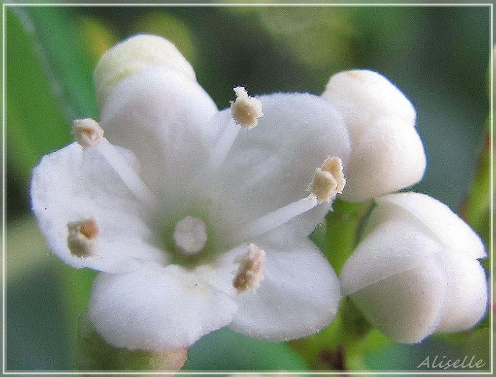 Album - Jardin-2