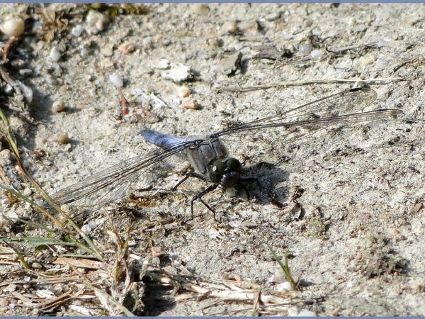 Libellules au bord d'un étang