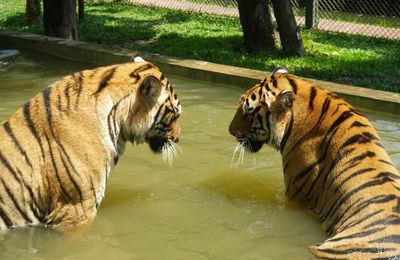 Thaïlande ★ TIGRES