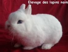 les races de lapin🐇