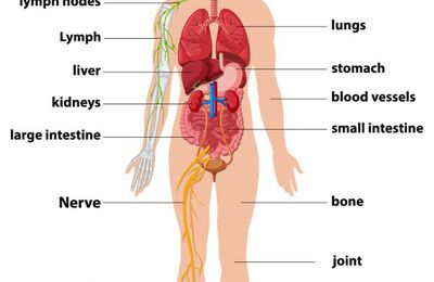 Buy Anatomical Charts And Models Online For Your Clinic Or Hospital