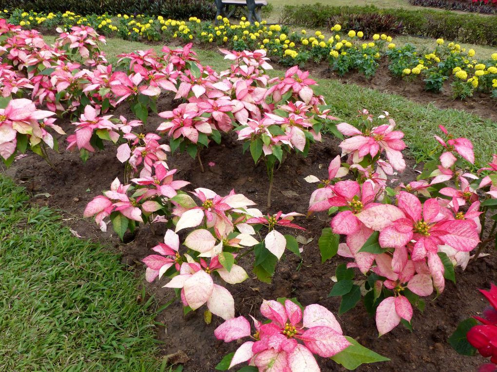  Phu Foi Lom (province de Udon Thani) - Fleurs du jour (21-01)