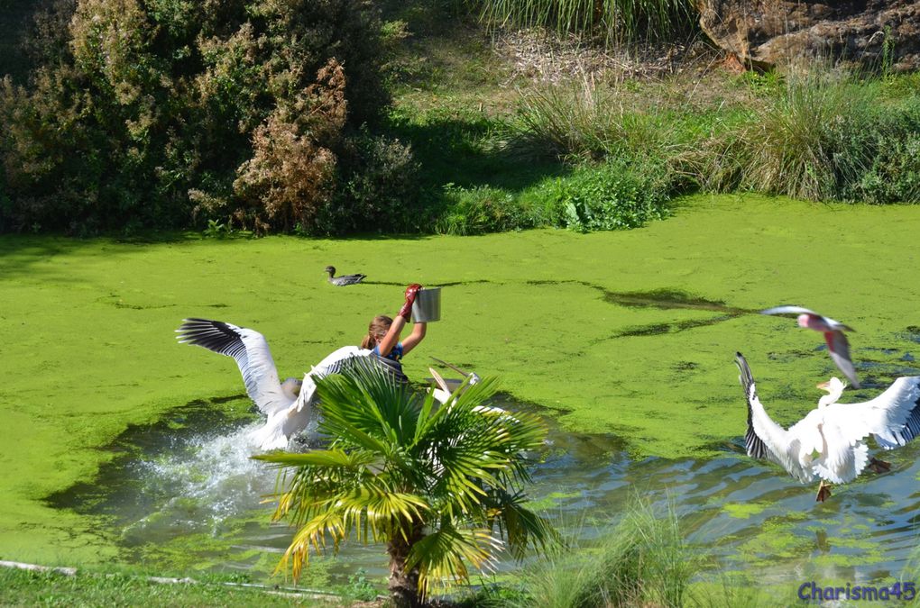 Zoo de Beauval en camping-car (Voyages en camping-car)